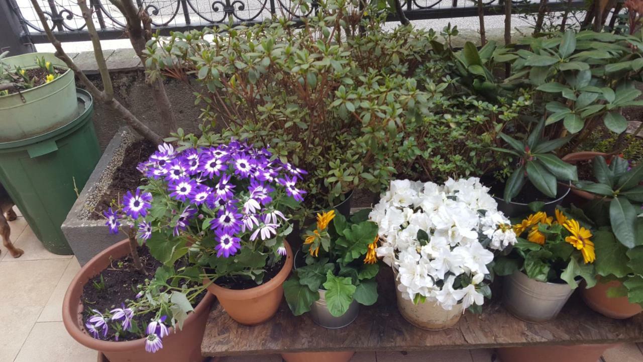 Monteceneri 9 B&B Rho Zewnętrze zdjęcie
